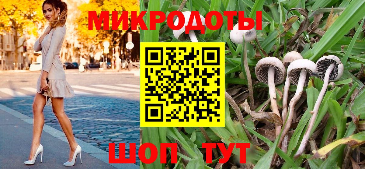 Галлюциногенные грибы Psilocybe Вологда